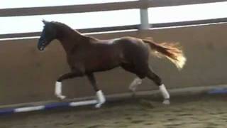 wwwsporthorsesonlinecom 2009 Hanoverian stallion by Dimaggio SOLD [upl. by Earezed]