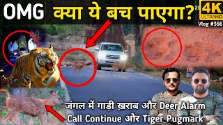 OMG‼️ Tiger पास ही है Tiger Pugmark 🐅🐾  Alarm Call For Tiger 🦌  Wild Jungle Drive In Jim Corbett [upl. by Virendra455]