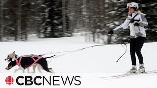 Skijoring is a treat for dog lovers and the sport is growing [upl. by Sella]