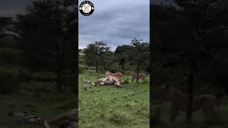 GIANT Giraffe Taken Down by Small Lion in SHOCKING Encounter  wildnpetchannel [upl. by Nyleuqcaj]