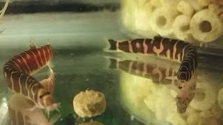 Kuhli Loach  how to care tank mates feeding and breeding kuhli loach [upl. by Nosraep]