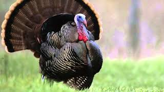 Turkey Gobble Sound Effect [upl. by Itnaihc]