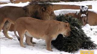 A Day At The Brookfield Zoo [upl. by Ogg]