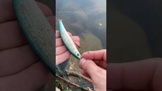 Petit trouvaille du jour  fishingvideo fishing pecheur [upl. by Ferwerda13]