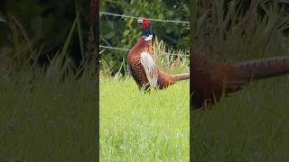 Pheasant distant calling  Bird sounds shorts [upl. by Oicneserc]