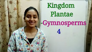 SubDivision Gymnosperms  Biological classification part8  Class XI  Lecture 36 [upl. by Kentigera]