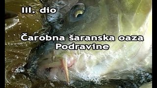 Šarančine ljuskave ludi drilovi i spodiranje mješovitom prihranom Drnić E35  VSP Igor Pavičić [upl. by Schwenk129]