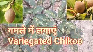 Variegated Chikoo  Sapodilla Plant In Pot  गमले में लगाएं चीकू का पौधा [upl. by Haerb961]