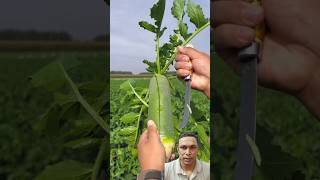 কিংলুবো মুলাshortsfeed Chinese GreenRadish healthyfood farming farmer cultivation facts [upl. by Kikelia]