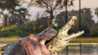 Extreme Fights Hippo vs Crocodile Wild Animals Attack [upl. by Atekihs]