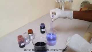 Gram staining for differentiating bacterial species [upl. by Aratehs105]