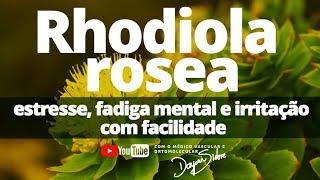 Rhodiola Rosea Estresse fadiga mental e irritação com facilidade  Dr Dayan Siebra [upl. by Ilzel]