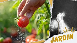 Comment Protéger vos Tomates des Maladies avec du Bicarbonate de Soude [upl. by Ennoval521]