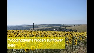 Brighton Woodingdeans Hidden Sunflower Field [upl. by Enyar]