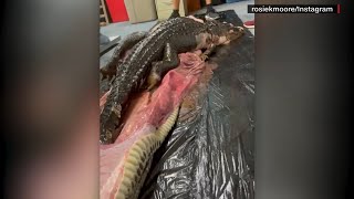 Scientists cut open Burmese python to find whole alligator inside [upl. by Maidy757]