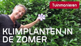 Klimplanten soorten en wat te doen in juli  Plantenkennis  Tuinmanieren [upl. by Albarran]