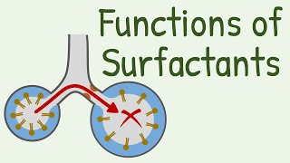 Functions of Surfactants in Alveoli [upl. by Allsopp323]