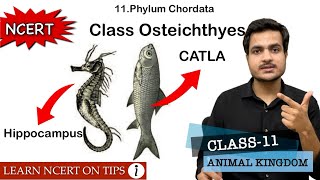 Class Osteichthyes  Phylum Chordata  Class11 Bio NCERT On Tips  Mnemonics Inside the video🔥 [upl. by Lanuk267]