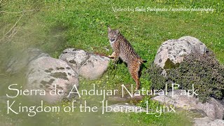 Iberian Lynx Kingdom  Andujar Natural Park [upl. by Yzmar]