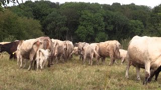 Rettung vor dem Schlachter Errichtung Gnadenhof in Endlichhofen [upl. by Yerffoej428]