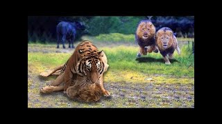 Tiger vs Lion Real Fight  LION VS TIGER  Powerful Lion vs Bengal Tiger [upl. by Sair33]