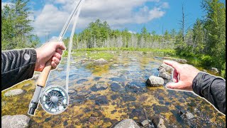 Fishing The CLEANEST Water Creek In The Backwoods [upl. by Ytrebil557]