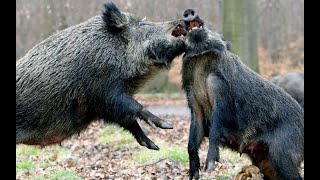 TOP 5 BRUTAL WILD BOAR ATTACKS [upl. by Gollin57]