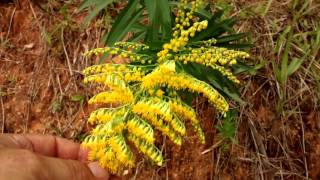 Arnica brasileira Solidago microglossa [upl. by Annala]