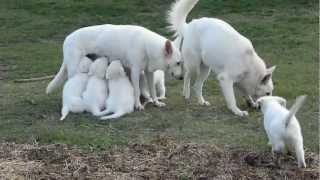 Cuccioli di PASTORE SVIZZERO BIANCO [upl. by Lenz]