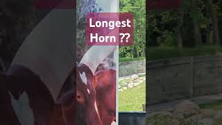 Worlds Longest Horns [upl. by Judah]