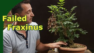 2 year growing Fraxinus Bonsai Failed It happens to us all [upl. by Cerelia]