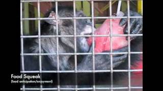 Chimpanzee Vocalizations [upl. by Ruscher343]