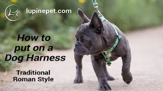 LupinePetcom  How to put on a Roman Harness [upl. by Dickson]