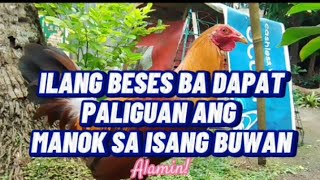 ILANG BESES BA DAPAT PALIGUAN ANG MANOK SA ISANG BUWAN breedingtips nature backyardbreeding [upl. by Elfstan]