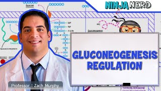 Metabolism  Regulation of Gluconeogenesis [upl. by Rodney]