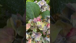 Watercolored Hydrangea Blooms Short 🎶🎨 garden hydrangea plants flowers shorts [upl. by Seltzer]