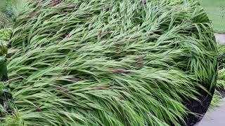 Japanese forest grass Hakonechloa macra  Plant identification [upl. by Yelrah]