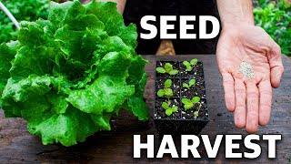 How to Grow Lettuce Complete Growing Guide [upl. by Unam]