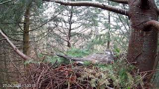 Goshawk nest in The New Forest  Forestry England  Live Stream [upl. by Emmalynne10]