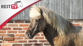 Pferdegesundheit  Der Aktivstall  Artgerechte Haltung für Pferde und Ponys [upl. by Leachim]