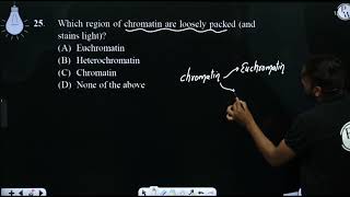 Which region of chromatin are loosely packed and stains light [upl. by Anaert]