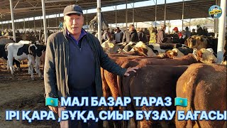 Ірі қара бұқа сиыр бұзау бағасы 08092024 Мал базар Тараз [upl. by Eirrahs]