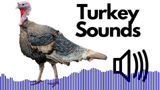 Turkey Sound Effects Gobble  No Copyright [upl. by Vange727]