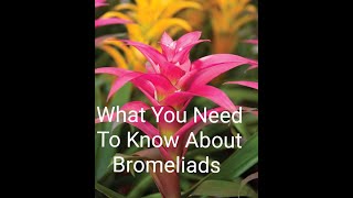 Growing A Bromeliad And How To Care For A Bromeliad Plant❤ [upl. by Mikah]