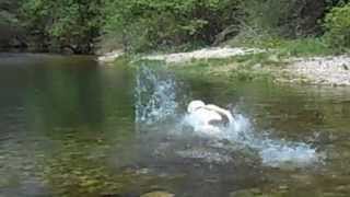 Chuck Nonoss labrador plonge à la rivière Lab dog diving [upl. by Jenni]