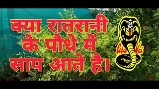 क्या रातरानी के पौधे में साप आते है Do snakes come in the plant of the Ratrani Ratrani Plant [upl. by Annailuj]