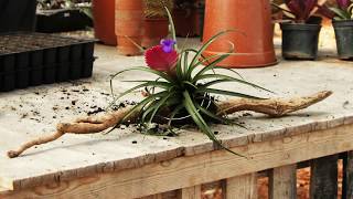 How to Display Air Plants Tillandsia [upl. by Elodia]