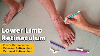 Retinaculum of Lower Limb  Flexor Extensor and Peroneal Retinaculum  TCML [upl. by Ruamaj]