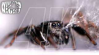 SPIDERS IN 4K  EPISODE 2 [upl. by Hardie]