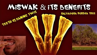 5 Benefits of MISWAK  Salvadora persica  Sunnah [upl. by Serra]